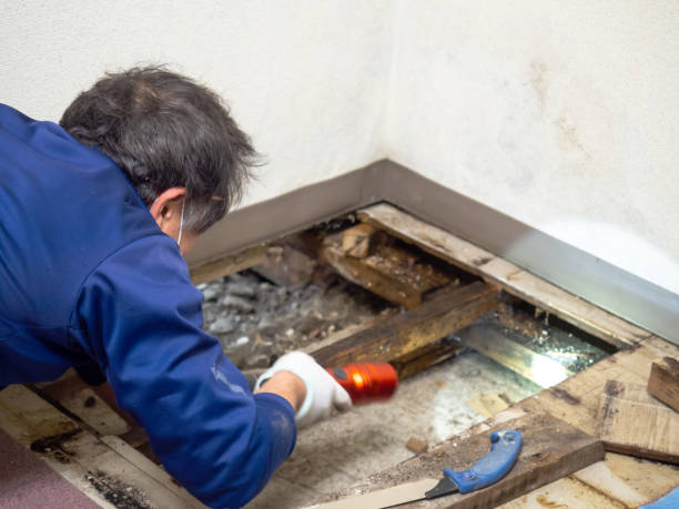  Ciborne, LA Mold Removal Pros