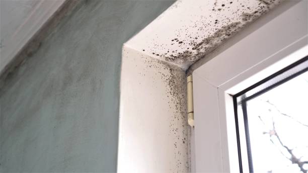 Best Mold Damage Repair  in Ciborne, LA