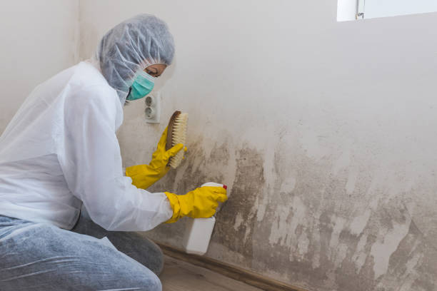 Best Fast Mold Removal  in Ciborne, LA