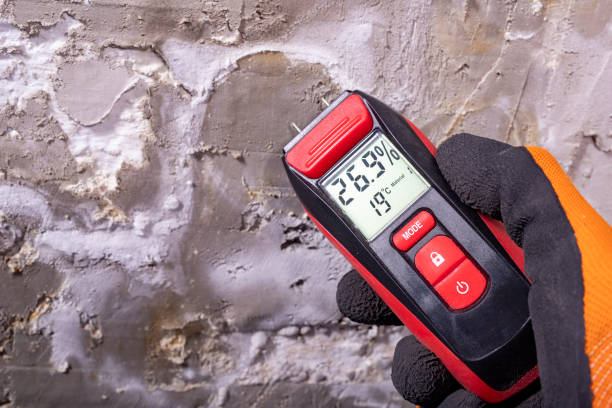Best Local Mold Removal Service  in Ciborne, LA