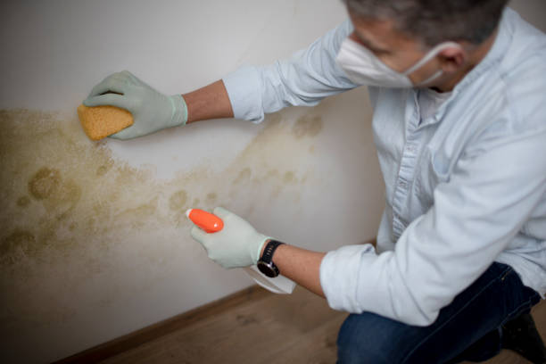 Best Professional Mold Removal  in Ciborne, LA