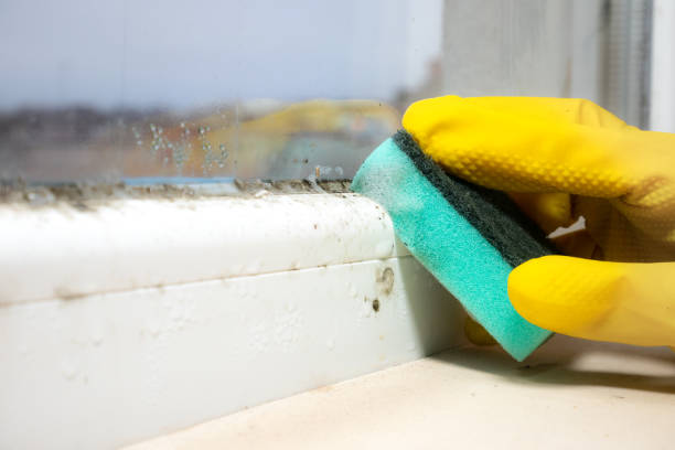 Home Mold Removal in Claiborne, LA