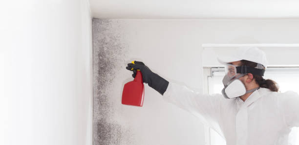 Best Mold Remediation Experts  in Ciborne, LA