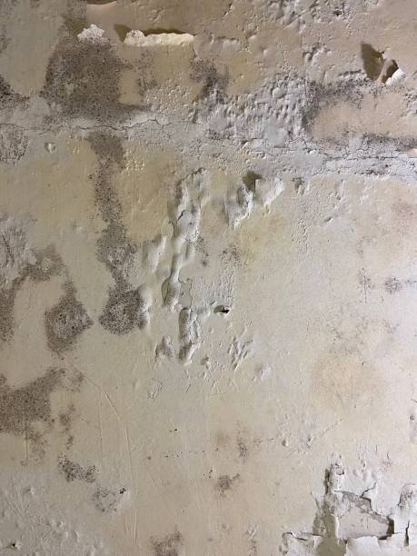 Crawl Space Mold Removal in Claiborne, LA