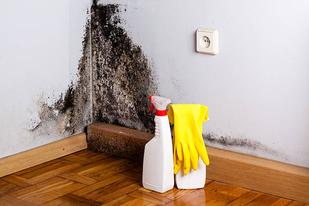 Attic Mold Removal in Claiborne, LA
