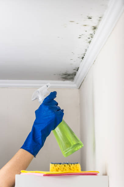 Best Mold Remediation  in Ciborne, LA