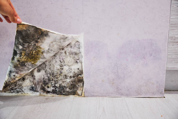 Best Mold Cleaning Services  in Ciborne, LA